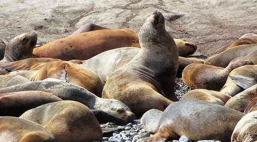 Punta arenas, chile, island, isla marta, sea lions, tour, wildlife