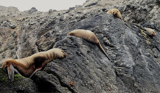 la serena, chile, Punta Choros, choros island, humboldt penguin national reserve, isla choros, sea, ocean, rocks, sea lions