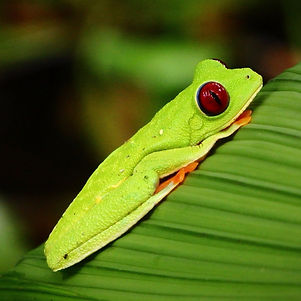 frog jaguar rescue centre puerto viejo de talamanca costa rica