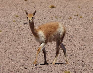 Chile, atacama desert, vicuna