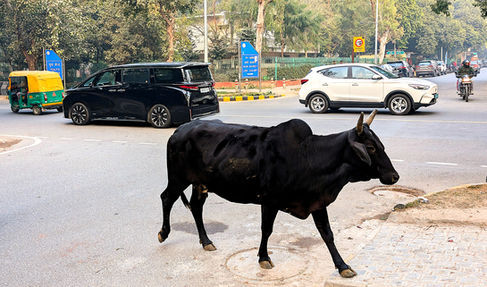 cow, street, india, delhi, 