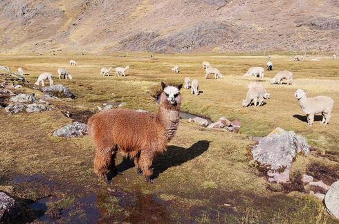 ausangate, peru, cusco, trek, hike, mountains, camping, view, alpacas