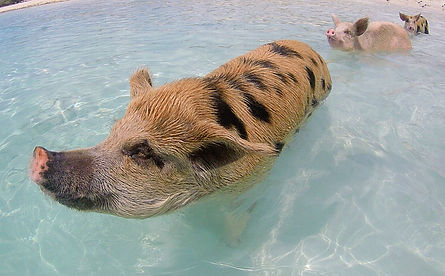 pig beach, exumas, bahamas
