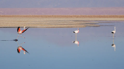 chile, Atacama desert, flamingo, laguna chaxa, lake, reflection