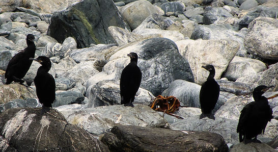 la serena, chile, Punta Choros, choros island, humboldt penguin national reserve, isla choros, sea, ocean, rocks, cormorants