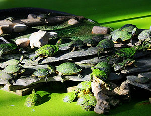 turtles, atocha train station, madrid, spain