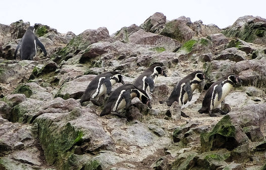 paracas, peru, coast, pacific ocean, south America, boat tour, Humboldt penguin