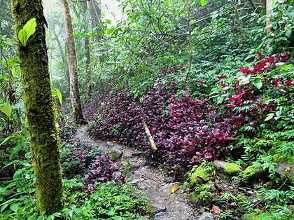 kokoda, trail, trak, papua new guinea, forest, jungle, mountain, hike, trek