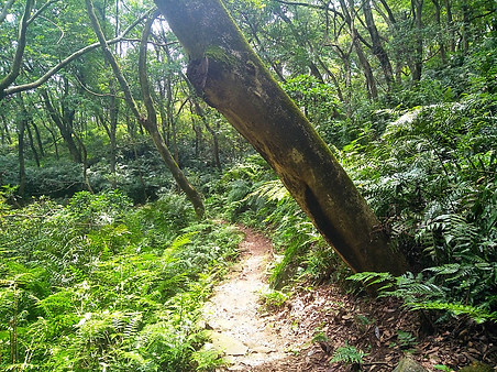 hong kong, trail, mountain, hiking, view, tai lam