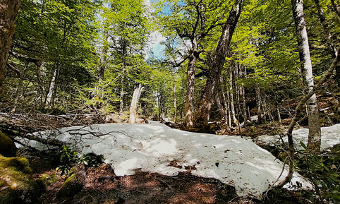 chile, queulat national park, laguna los pumas trail, hike, trek, mountain, forest, snow