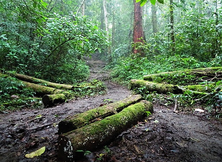 kokoda, trail, trak, papua new guinea, forest, jungle, mountain, hike, trek, mud