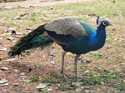 Deer Park, delhi, india, park, garden, tourist attraction, peacock, hauz khas, Bagh-e-Alam