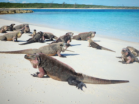 iguana cay, exumas, bahamas