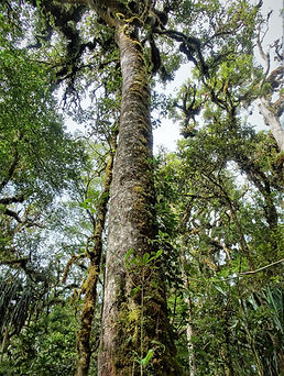 kokoda, track, trail, papua new guinea, hike, trek, mountain, jungle, moss forest