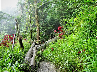 kokoda, trail, trak, papua new guinea, forest, jungle, mountain, hike, trek