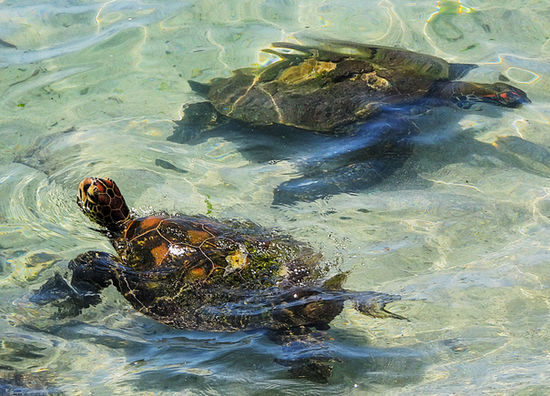 Chile, easter island, rapa nui, isla de pascua, coast, ocean, water, turtles