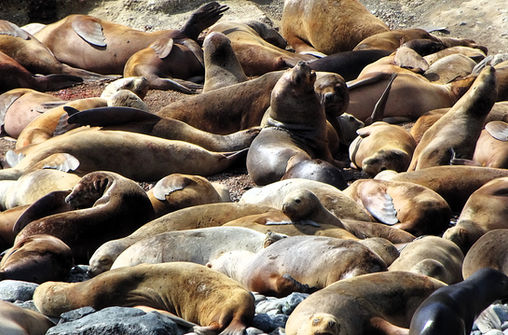 Punta arenas, chile, island, isla marta, sea lions, tour, wildlife