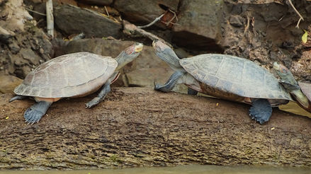 Tambopata nature reserve, peru, amazon, rainforest, turtles, river