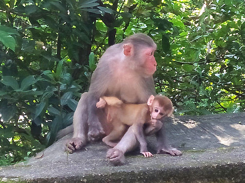 wilson trail, hong kong, hiking, mountains, monkeys