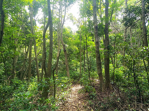 hong kong, trail, mountain, hiking, view, new territories