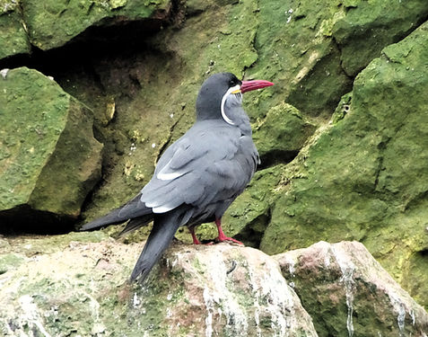 paracas, peru, coast, pacific ocean, south America, boat tour, inca tern