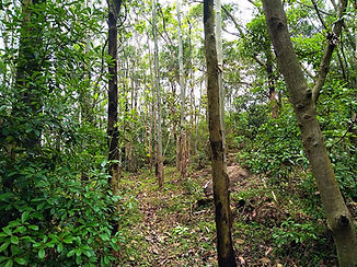 Hong Kong, trail, mountain, hiking, view
