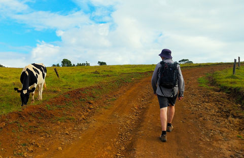 Chile, easter island, rapa nui, isla de Pascua, hike, trek, cow, terevaka volcano