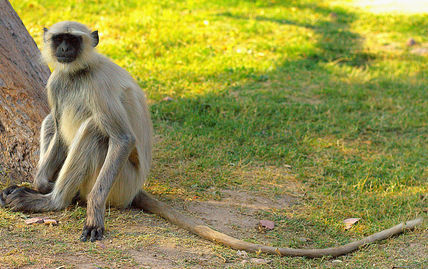 India, Jodhpur, Mandore, Mandore gardens, tourist attraction, marwar, burial ground, hanuman langur, monkey, black-faced monkey, wildlife