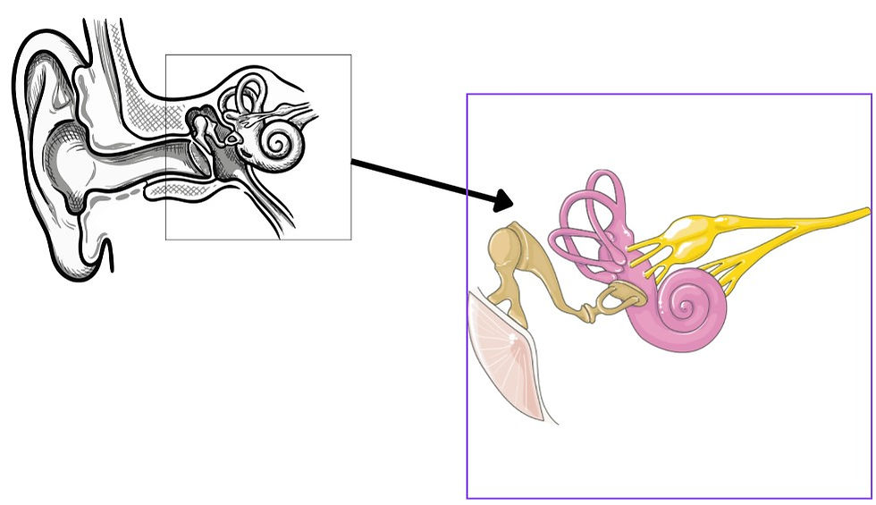 image shows structures of the inner ear