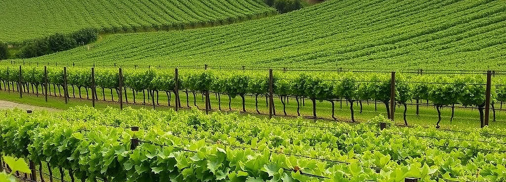 the summer is a great time to visit a winery