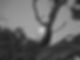DSCI0454 copy_B&W.jpg