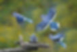 bluejays flying.jpg