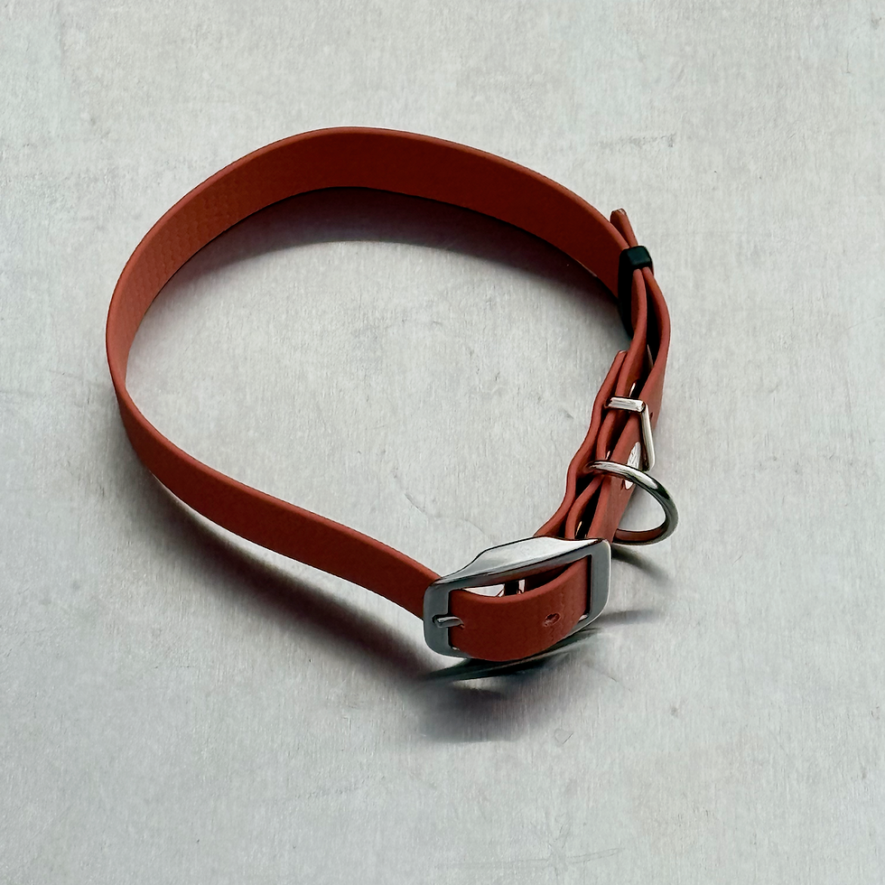 Thumbnail: BDC range of Traditional Buckle Dog Collars
