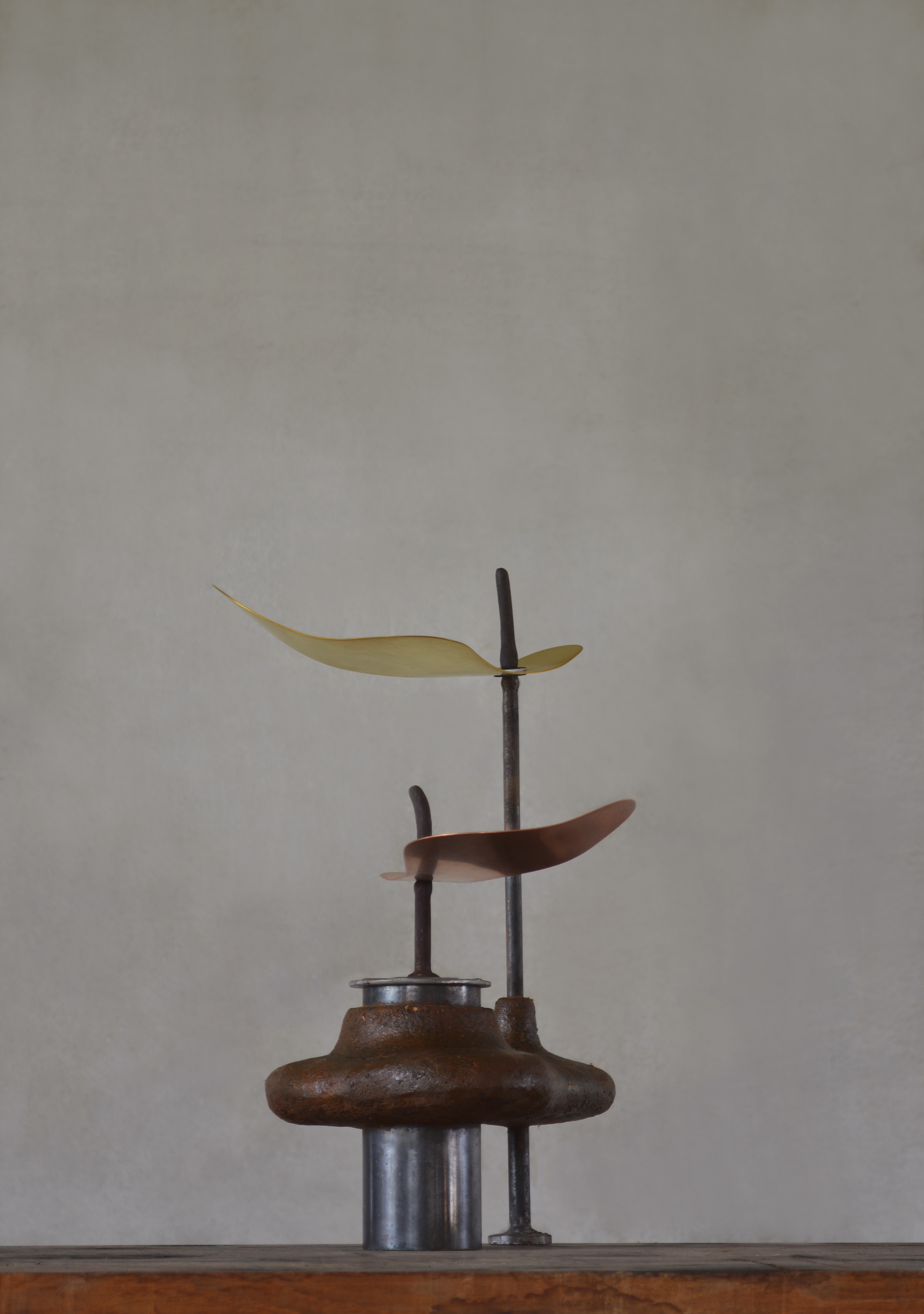苗 / seedling