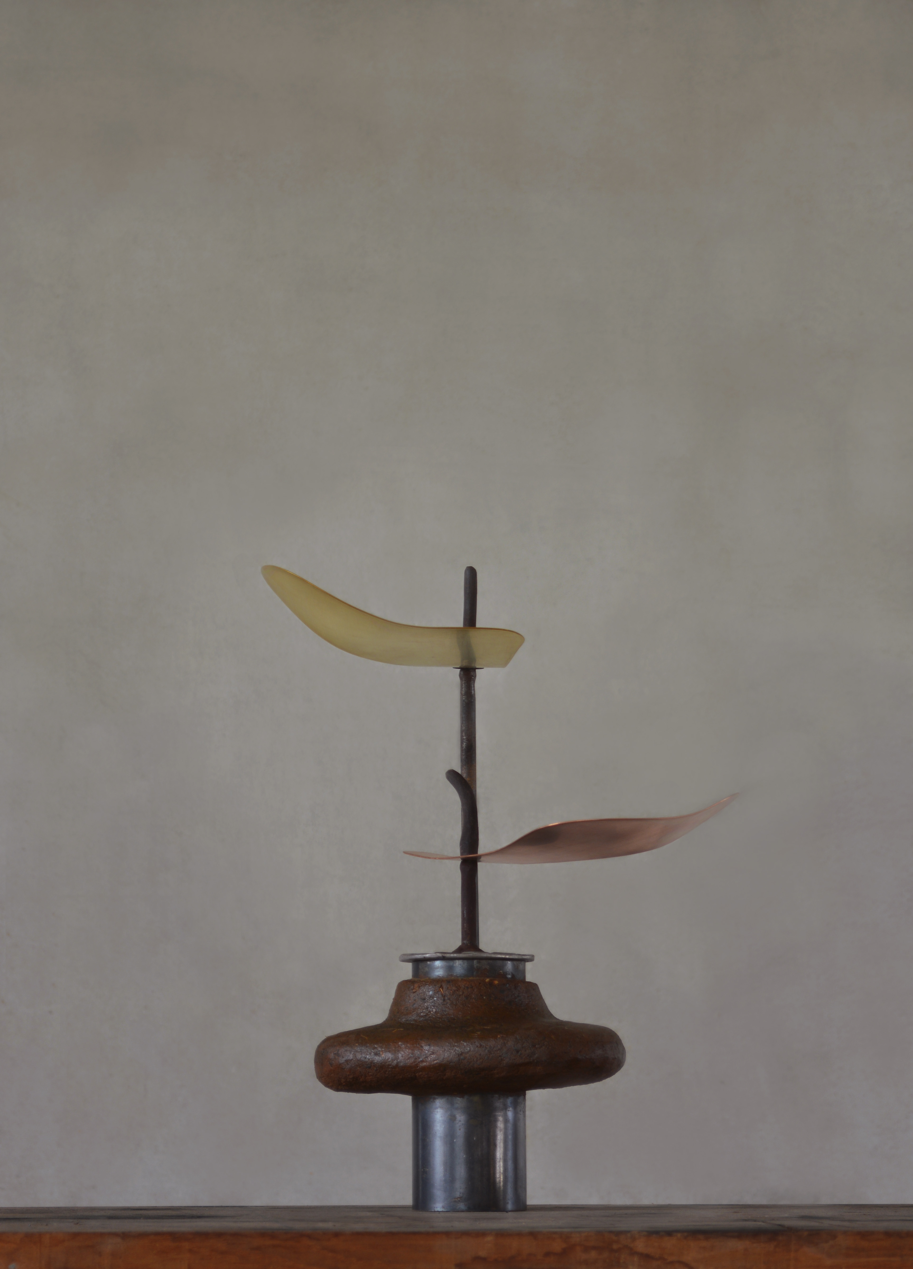 苗 / seedling