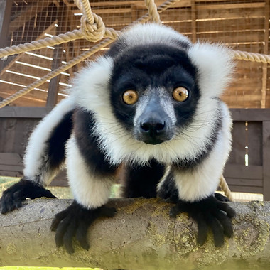Lemur ropes.jpg