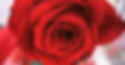 Red flower in Eastern Crete.
