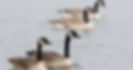 Fauna in Zuydland