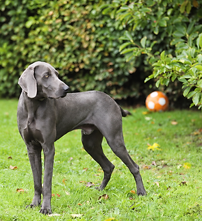 Weimaraner im Garten mit Ball.png