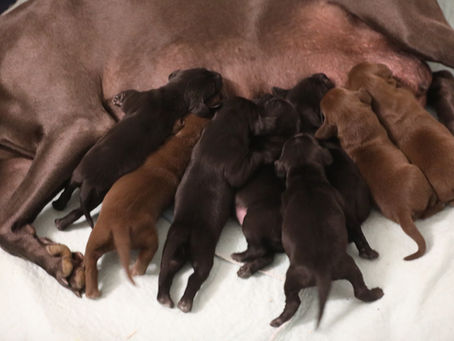 Muttermilch - Mamas Superkräfte und der Zaubertrank der Welpen