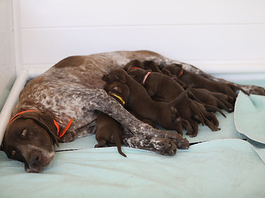 Wurfbox_Hybrid_DeutschWeim