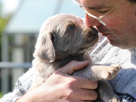 Hier kann man den Züchter mit seinem Welpen kuscheln sehen. 