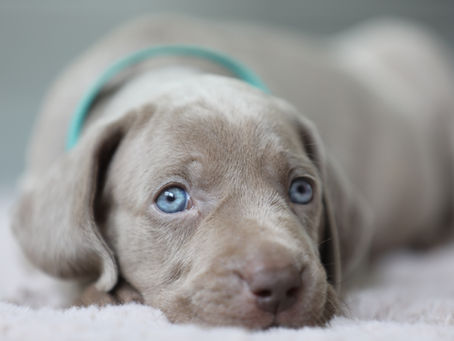 Wie bildet sich der Charakter meines Welpen?