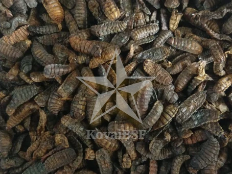 Sun Dried Larve - KovaiBSFlarve