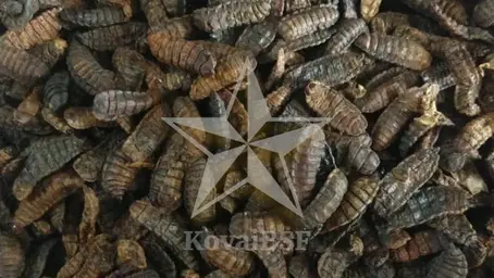 Sun-Dried BSF Larvae as Pets, Arowana, and Ornamental Fish Food: Benefits and Precautions