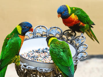 Comprehensive Guide to Pet Bird Care: Essential Tips for Health & Happiness