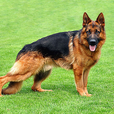 The German Shepherd