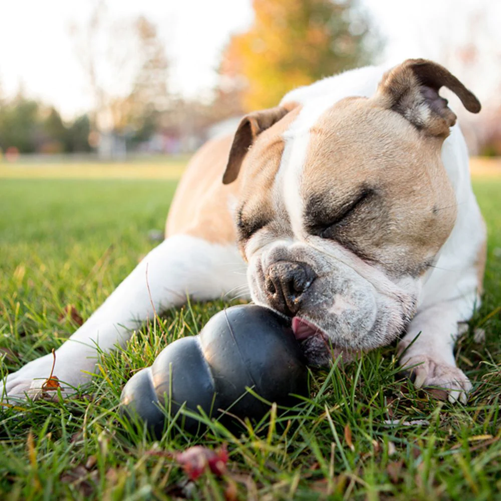 Kong toys for large Dogs