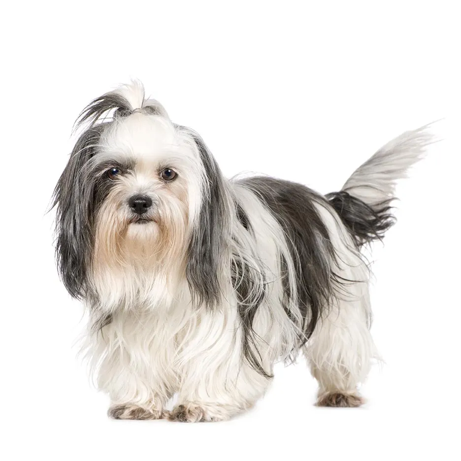 41.-Shih-tzu.webp