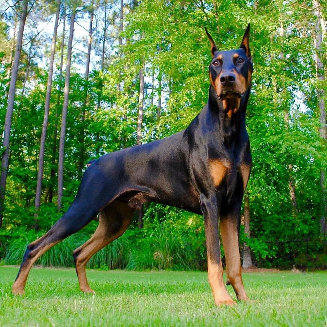 Dobermans Shed Doberman Dogs Doberman Grooming The Doberman Dog  Petzcareindia